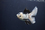 Juvenile Thai Oranda  Panda 4 Inch (ID#1227To13b-80) Free2Day SHIPPING