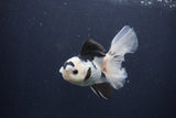 Juvenile Thai Oranda  Panda 4 Inch (ID#1227To13b-80) Free2Day SHIPPING