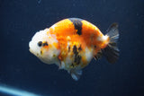 Milk Cow Ranchu  Calico 4 Inch (ID#1022R9a-65) Free2Day SHIPPING