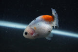 Baby Ranchu  Calico 2.5 Inch (ID#1220R9c-25) Free2Day SHIPPING