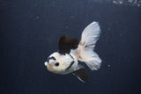 Juvenile Thai Oranda  Panda 4 Inch (ID#1227To13b-80) Free2Day SHIPPING