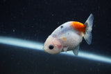 Baby Ranchu  Calico 2.5 Inch (ID#1220R9c-25) Free2Day SHIPPING