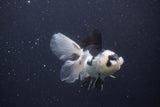 Juvenile Thai Oranda  Panda 4 Inch (ID#1227To13b-80) Free2Day SHIPPING