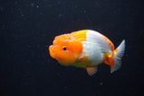 Juvenile Lionchu  Red White 3.5 Inch (ID#221R11b-20) Free2Day SHIPPING
