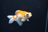 Butterfly  Red White 3.5 Inch (ID#411B8b-36) Free2Day SHIPPING