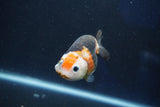 Milk Cow Ranchu  Calico 3.5 Inch (ID#1022R9a-66) Free2Day SHIPPING