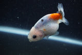 Baby Ranchu  Calico 2.5 Inch (ID#1220R9c-25) Free2Day SHIPPING