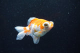 Butterfly  Red White 3.5 Inch (ID#411B8b-36) Free2Day SHIPPING