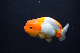 Juvenile Lionchu  Red White 3.5 Inch (ID#221R11b-20) Free2Day SHIPPING