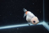 Baby Ranchu  Calico 2.5 Inch (ID#1220R9c-25) Free2Day SHIPPING