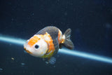 Milk Cow Ranchu  Calico 3.5 Inch (ID#1022R9a-66) Free2Day SHIPPING