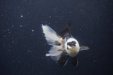 Juvenile Thai Oranda  Panda 4 Inch (ID#1227To13b-80) Free2Day SHIPPING