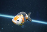 Milk Cow Ranchu  Calico 3.5 Inch (ID#1022R9a-66) Free2Day SHIPPING