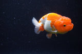 Juvenile Lionchu  Red White 3.5 Inch (ID#221R11b-20) Free2Day SHIPPING