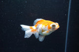 Butterfly  Red White 3.5 Inch (ID#411B8b-36) Free2Day SHIPPING