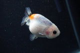 Baby Ranchu  Calico 2.5 Inch (ID#1220R9c-25) Free2Day SHIPPING