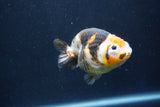 Milk Cow Ranchu  Calico 3.5 Inch (ID#1022R9a-66) Free2Day SHIPPING