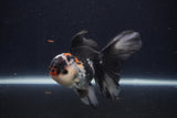 Juvenile Thai Oranda  Tricolor 4.5 Inch (ID#1227To13b-81) Free2Day SHIPPING