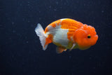 Juvenile Lionchu  Red White 3.5 Inch (ID#221R11b-20) Free2Day SHIPPING