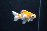 Butterfly  Red White 3.5 Inch (ID#411B8b-36) Free2Day SHIPPING