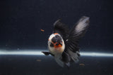 Juvenile Thai Oranda  Tricolor 4.5 Inch (ID#1227To13b-81) Free2Day SHIPPING