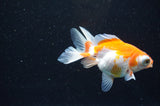 Butterfly  Red White 3.5 Inch (ID#411B8b-36) Free2Day SHIPPING