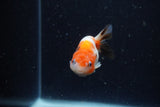 Baby Ranchu  Calico 2.5 Inch (ID#1220R9c-26) Free2Day SHIPPING