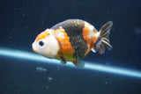 Milk Cow Ranchu  Calico 3.5 Inch (ID#1022R9a-66) Free2Day SHIPPING