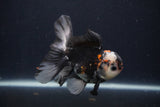 Juvenile Thai Oranda  Tricolor 4.5 Inch (ID#1227To13b-81) Free2Day SHIPPING