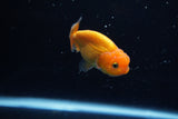 Ranchu  Red 2.5 Inch (ID#1210R1c-2) Free2Day SHIPPING