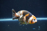 Milk Cow Ranchu  Calico 3.5 Inch (ID#1022R9a-66) Free2Day SHIPPING