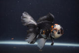 Juvenile Thai Oranda  Tricolor 4.5 Inch (ID#1227To13b-81) Free2Day SHIPPING