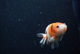 Baby Ranchu  Calico 2.5 Inch (ID#1220R9c-26) Free2Day SHIPPING