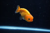 Ranchu  Red 2.5 Inch (ID#1210R1c-2) Free2Day SHIPPING