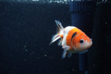 Baby Ranchu  Calico 2.5 Inch (ID#1220R9c-26) Free2Day SHIPPING