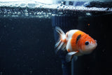 Baby Ranchu  Calico 2.5 Inch (ID#1220R9c-26) Free2Day SHIPPING