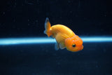 Ranchu  Red 2.5 Inch (ID#1210R1c-2) Free2Day SHIPPING