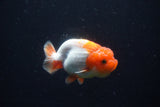 Juvenile Lionchu  Red White 3.5 Inch (ID#224R11b-11) Free2Day SHIPPING