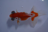 Butterfly  Red White 3.5 Inch (ID#411B8b-36) Free2Day SHIPPING