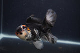 Juvenile Thai Oranda  Tricolor 4.5 Inch (ID#1227To13b-81) Free2Day SHIPPING