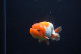 Juvenile Lionchu  Red White 3.5 Inch (ID#224R11b-11) Free2Day SHIPPING