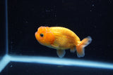 Ranchu  Red 2.5 Inch (ID#1210R1c-2) Free2Day SHIPPING