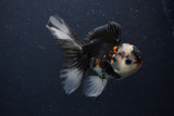 Juvenile Thai Oranda  Tricolor 4.5 Inch (ID#1227To13b-81) Free2Day SHIPPING