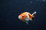 Baby Ranchu  Calico 2.5 Inch (ID#1220R9c-26) Free2Day SHIPPING