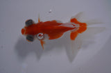 Butterfly  Red White 3.5 Inch (ID#411B8b-36) Free2Day SHIPPING