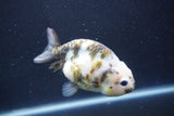 Milk Cow Ranchu  Calico 4 Inch (ID#1022R9a-67) Free2Day SHIPPING