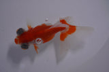 Butterfly  Red White 3.5 Inch (ID#411B8b-36) Free2Day SHIPPING