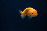 Ranchu  Red 2.5 Inch (ID#1210R1c-2) Free2Day SHIPPING