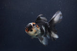 Juvenile Thai Oranda  Tricolor 4.5 Inch (ID#1227To13b-81) Free2Day SHIPPING