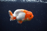 Juvenile Lionchu  Red White 3.5 Inch (ID#224R11b-11) Free2Day SHIPPING
